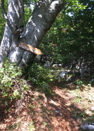 trip-javorscek_cesta_nahoru